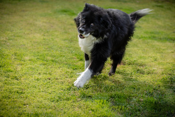 A happy black and white dog runs on grass with a white ball in her mouth.