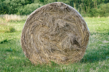 A bale of hay in the foreground in the countryside, a cow food, a farm, a beautiful natural background