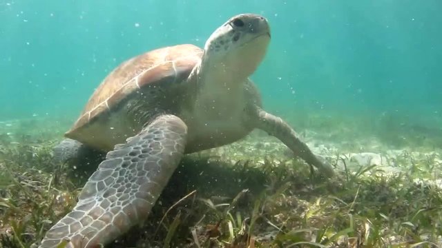 Big marine turtle eating grass