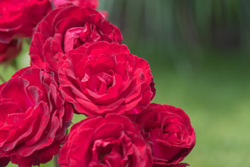 Close-up of bright red roses in rose garden isolated against green background