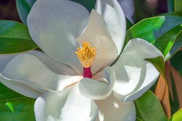 Very beautiful blooming magnolia flower