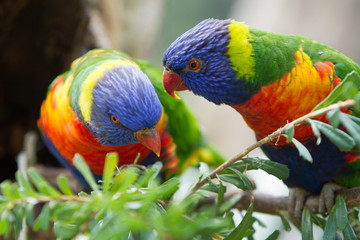 Communication Between Two Rainbow Lorikeets
