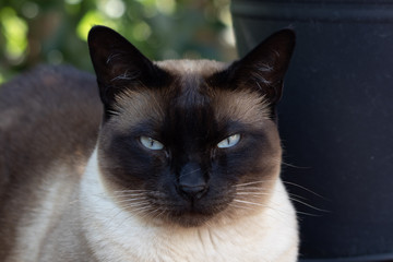 Siam Katze Portrait