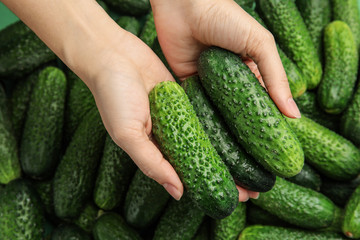 Woman holding fresh green cucumbers, top view