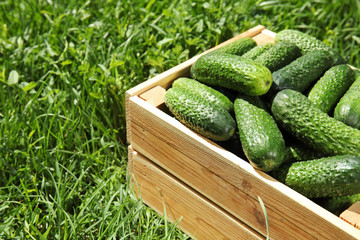 Wooden crate with ripe fresh cucumbers on green grass