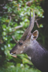 Close up image of a Bushbuck in the natural forests around the coastal town of Knysna in South Africa