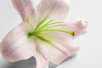 Fototapeta na wymiar Beautiful blooming lily flower on white background, closeup