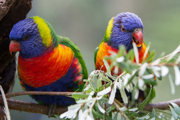 Colorful Rainbow Lorikeets