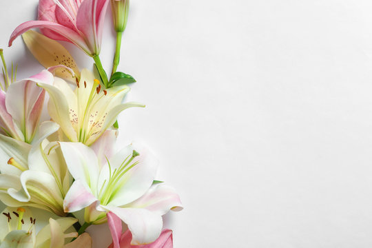 Fototapeta Composition with beautiful blooming lily flowers on white background