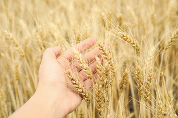 Agronomist in grain field, closeup. Cereal farming