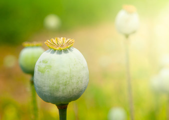 Obraz premium Greeen unripe poppyhead. Source plant opium drug.