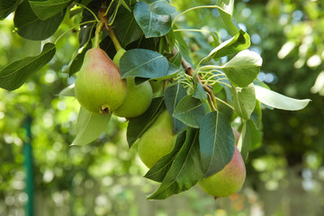 Branch of pear tree with fruits, closeup © New Africa