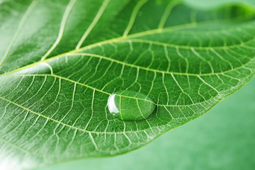 Beautiful green leaf with water drop, closeup