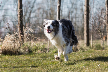 Portrait of a border collie dog living in belgium