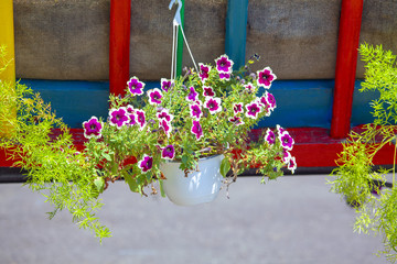 Fototapeta na wymiar Hanging decorative flowerpot of colorful petunias