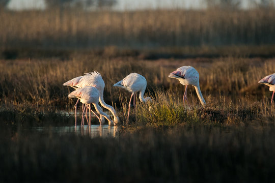 Close up image of greater flamingos feeding in the berg river estuary on the west coast of south africa