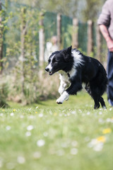 Portrait of a border collie dog living in belgium
