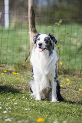 Portrait of a border collie dog living in belgium