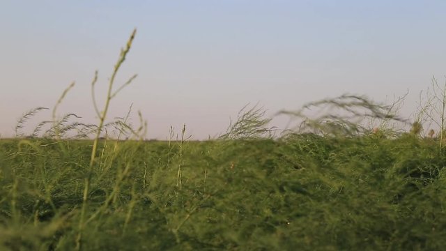this is the footage of a asparagus