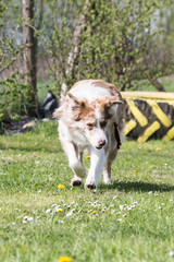 Portrait of a border collie dog living in belgium