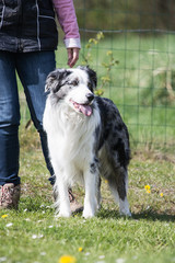 Portrait of a border collie dog living in belgium