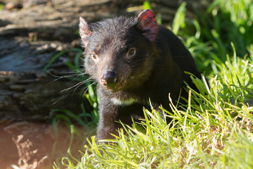 Curious Looking Tasmanian Devil