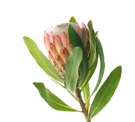 Naklejka premium Beautiful protea flower on white background. Tropical plant