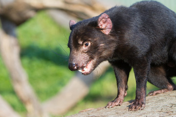 Aggressive Looking Tasmanian Devil