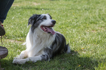 Portrait of a border collie dog living in belgium
