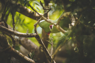 Close up image of a Knysna Turaco / Lourie feeding on the seeds of a Yellowwood tree in the Knysna...