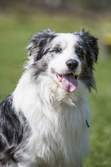 Portrait of a border collie dog living in belgium