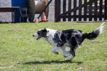 Portrait of a border collie dog living in belgium