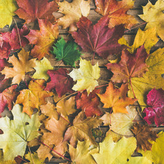Naklejka na ściany i meble Fall background, texture and pattern. Flat-lay of colorful yellow and red fallen maple leaves over wooden background, top view, square crop. Autumn concept