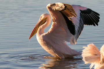 Close up image of a great white pelican feeding on bait fish in an estuary on the west coast of south africa