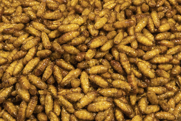 fried silkworms as food