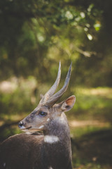 Close up image of a Bushbuck in the natural forests around the coastal town of Knysna in South Africa