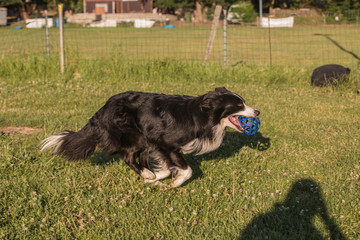 Fototapeta premium Portrait of a border collie dog living in belgium
