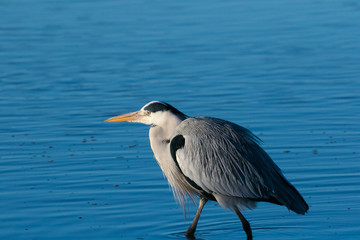 Close up image of a blue heron feeding in an estuary on the west coast of south africa