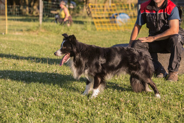 Fototapeta premium Portrait of a border collie dog living in belgium