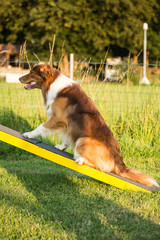 Portrait of a border collie dog living in belgium