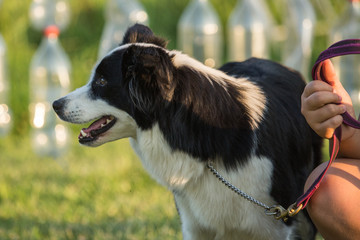 Portrait of a border collie dog living in belgium