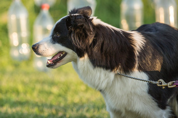 Portrait of a border collie dog living in belgium