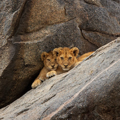 Lion Cubs