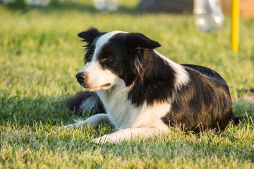 Portrait of a border collie dog living in belgium