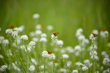 Montana wildflowers and butterflies during summer