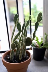 Cactus on Porch