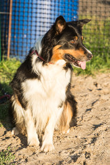 Portrait of a border collie dog living in belgium