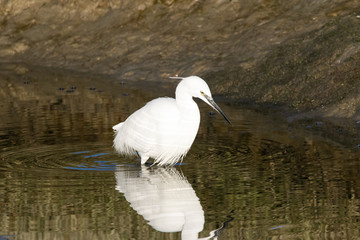 Close up image of a Great White Egret fishing in an estuary on the West Coast of South Africa