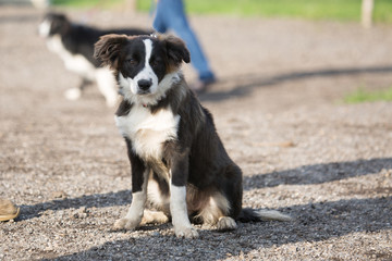 Portrait of a border collie dog living in belgium