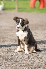 Portrait of a border collie dog living in belgium